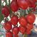 千禧圣女果苗珍珠贝贝小西红柿苗番茄苗口感好产量高