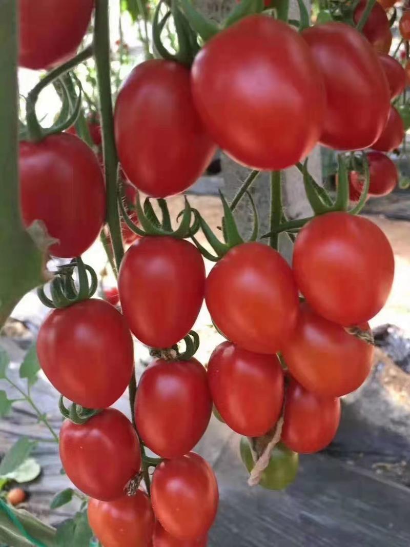 千禧圣女果苗珍珠贝贝小西红柿苗番茄苗口感好产量高