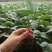 嫁接绿把长茄苗765布利塔长茄子苗批发早熟亩产高