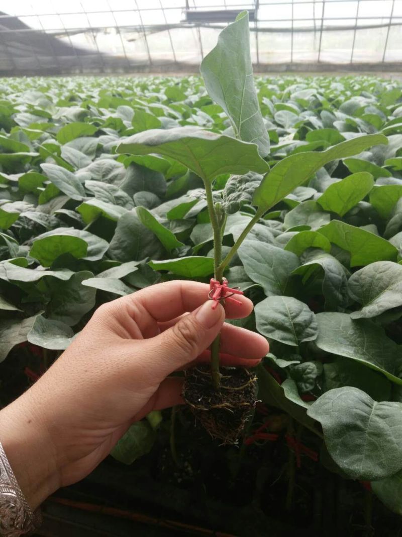 嫁接绿把长茄苗765布利塔长茄子苗批发早熟亩产高