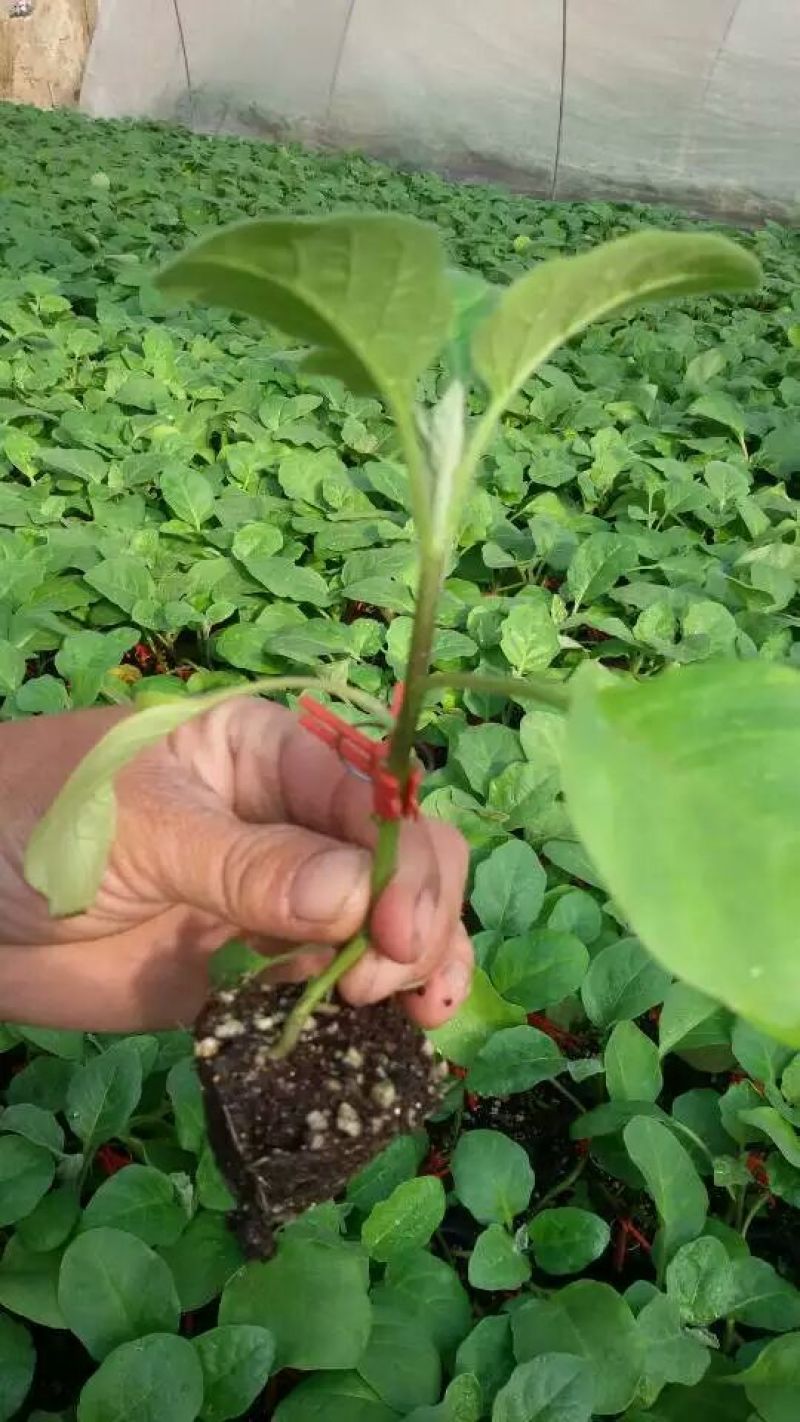 嫁接绿皮茄子苗耐热耐寒绿长茄苗大棚露天种植抗病性好