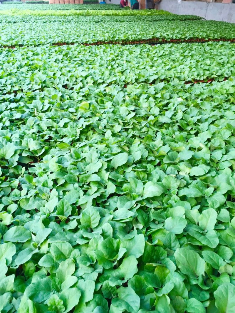 嫁接绿皮茄子苗耐热耐寒绿长茄苗大棚露天种植抗病性好