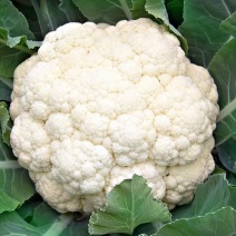 早熟有机菜花苗65天75天80天松花菜苗批发耐热耐寒