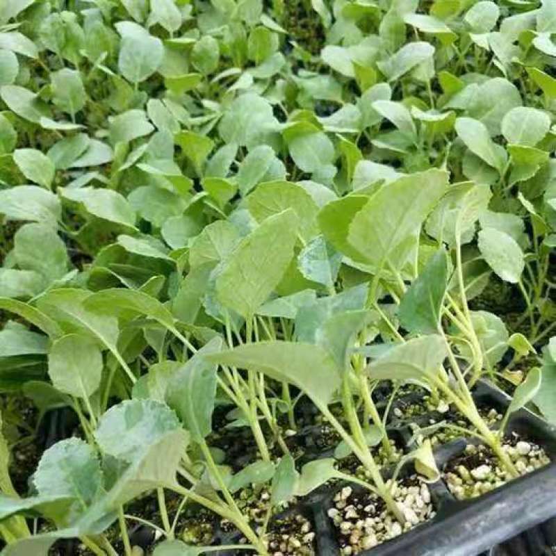 早熟有机菜花苗65天75天80天松花菜苗批发耐热耐寒