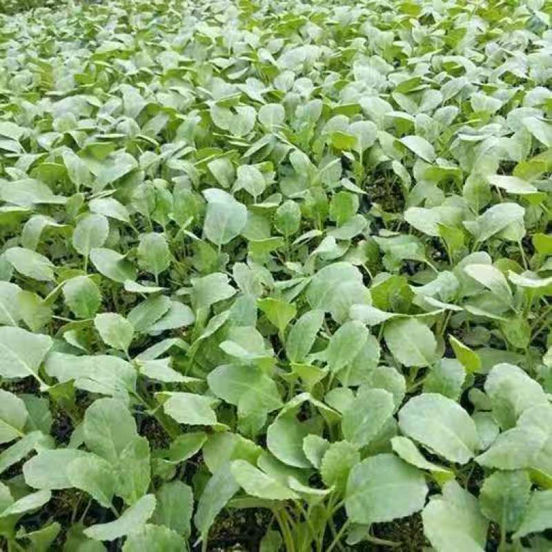 早熟有机菜花苗65天75天80天松花菜苗批发耐热耐寒