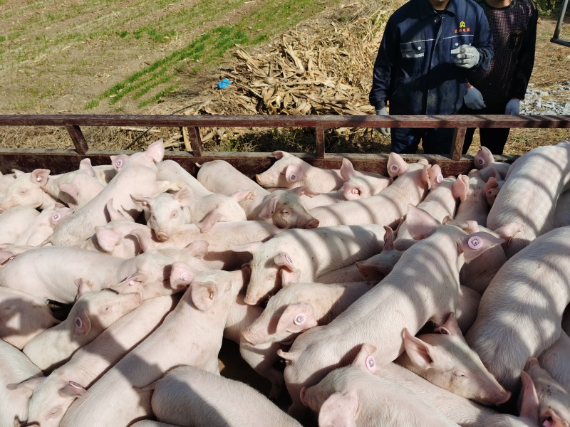 福建猪苗优质【三元仔猪】品种纯正防疫完善猪场直供