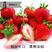 蔬菜种子公司四季草莓种子原厂彩包室内阳台盆栽蔬菜水果种子