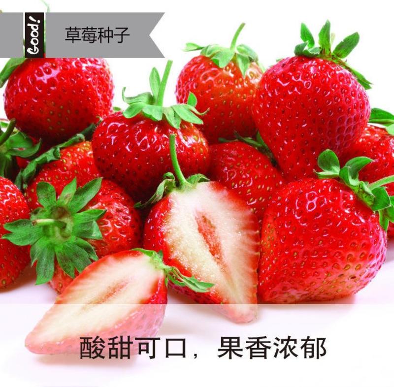 蔬菜种子公司四季草莓种子原厂彩包室内阳台盆栽蔬菜水果种子