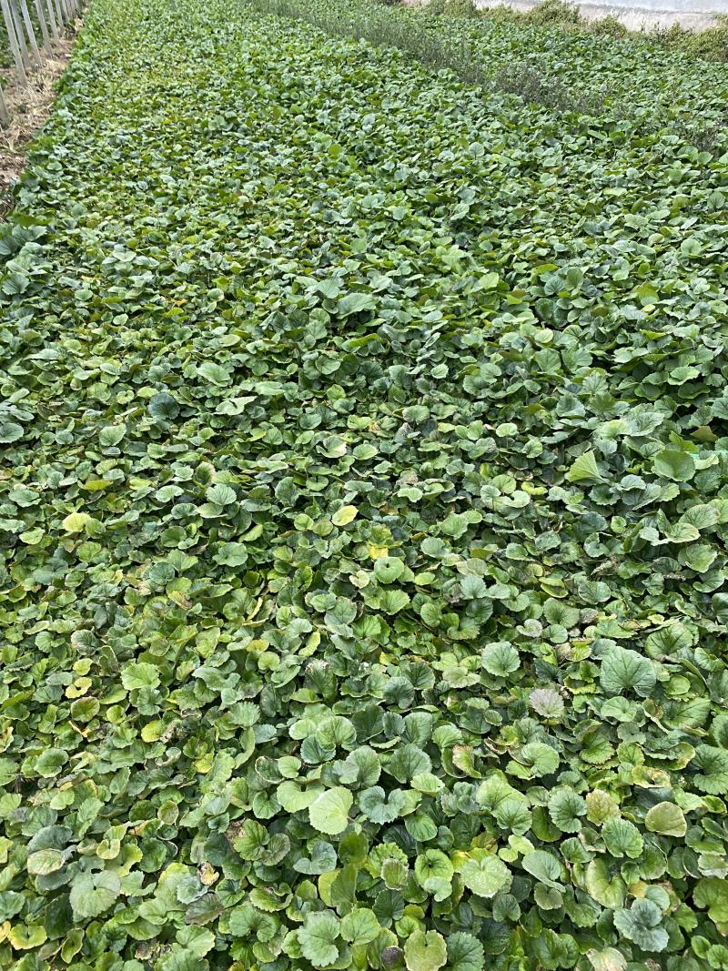 二月兰基地直销价格便宜，有数量有质量