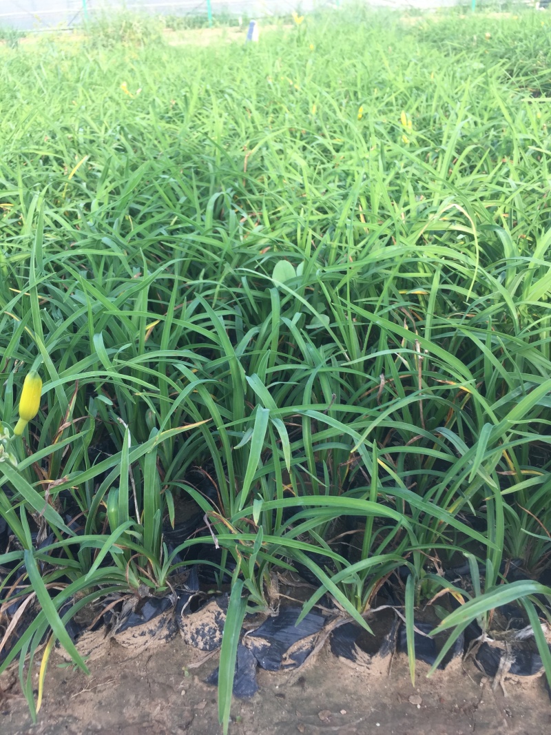 常年供应金娃娃萱草量大，从优支持视频看货，基地直销