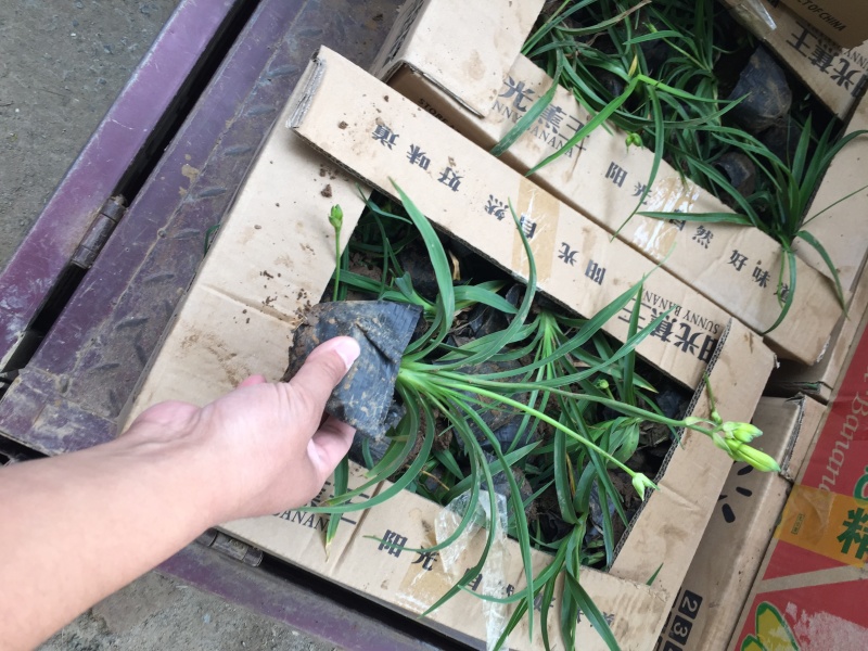 常年供应金娃娃萱草量大，从优支持视频看货，基地直销