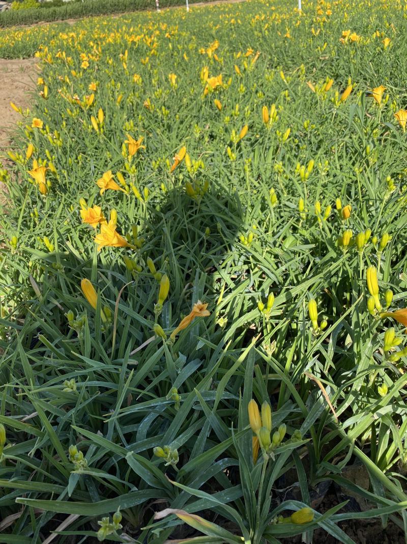 常年供应金娃娃萱草量大，从优支持视频看货，基地直销