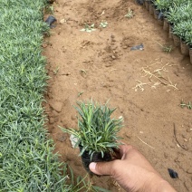 大量出售常夏石竹价格便宜基地直销，支持视频看货，发货量大
