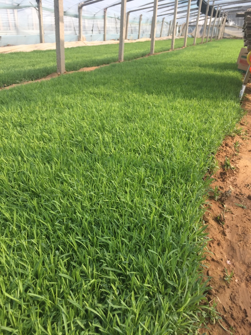 大量出售常夏石竹价格便宜基地直销，支持视频看货，发货量大