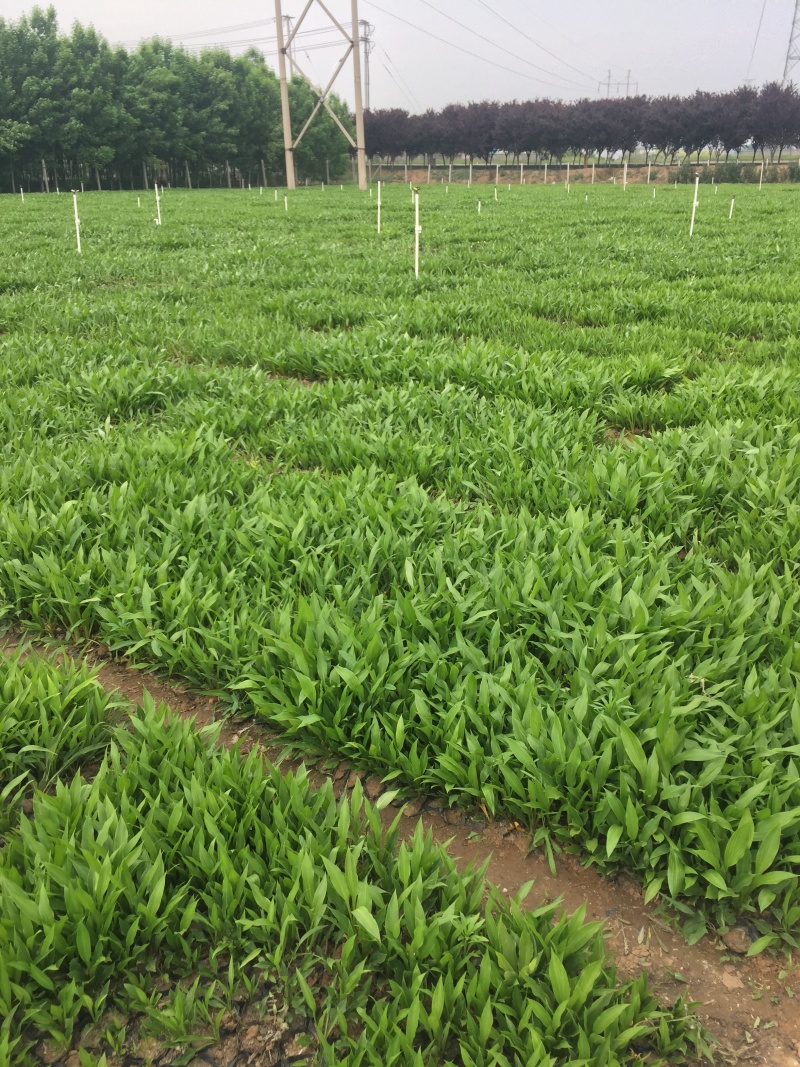 大量出售玉簪，基地直销价格便宜，各种规格大量有货，物美价