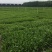 大量出售玉簪，基地直销价格便宜，各种规格大量有货，物美价