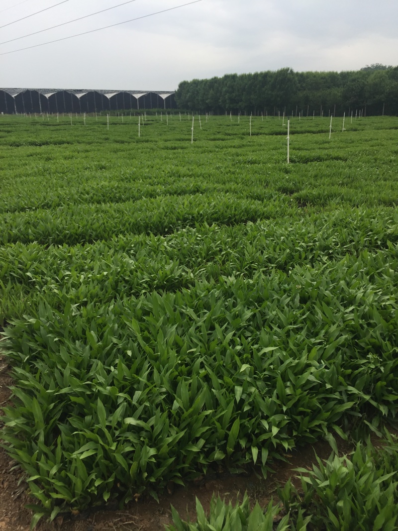 大量出售玉簪，基地直销价格便宜，各种规格大量有货，物美价
