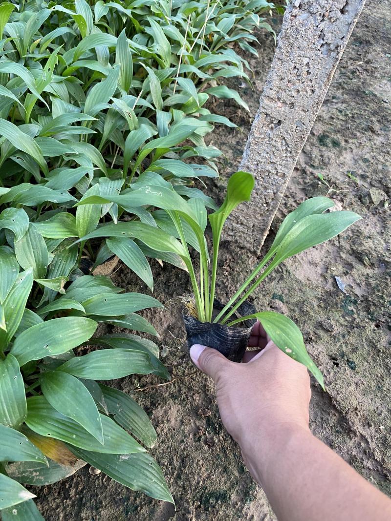 大量出售玉簪，基地直销价格便宜，各种规格大量有货，物美价