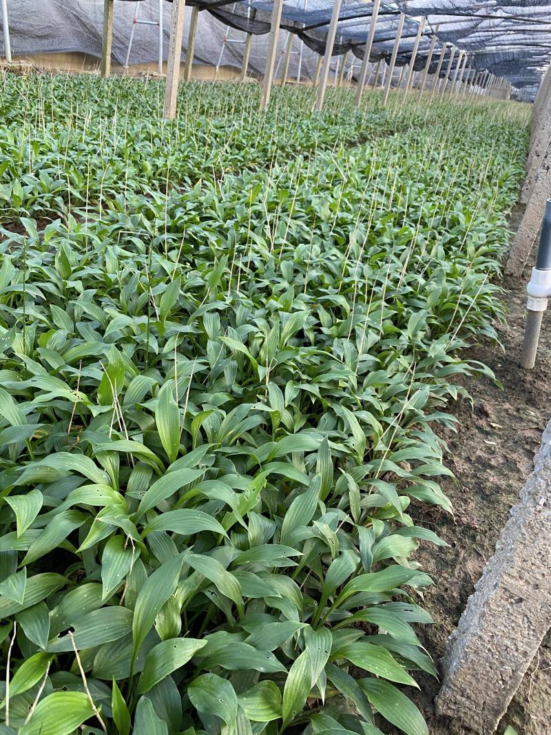 大量出售玉簪，基地直销价格便宜，各种规格大量有货，物美价