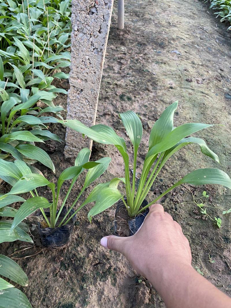 大量出售玉簪，基地直销价格便宜，各种规格大量有货，物美价