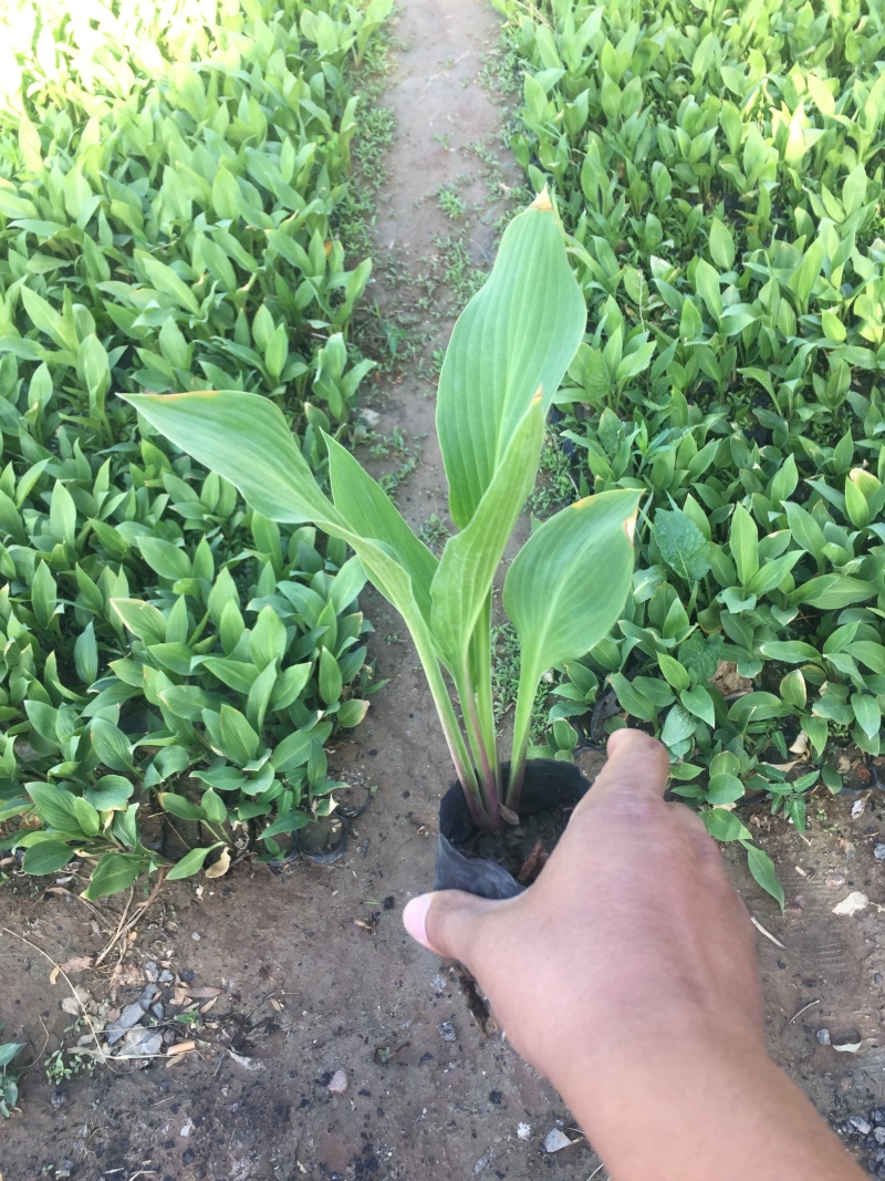大量出售玉簪，基地直销价格便宜，各种规格大量有货，物美价