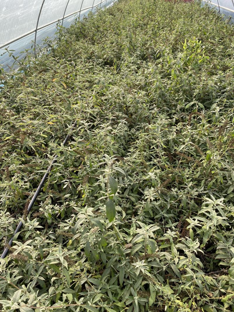醉鱼草价格，基地直销价格便宜，支持视频看货发货