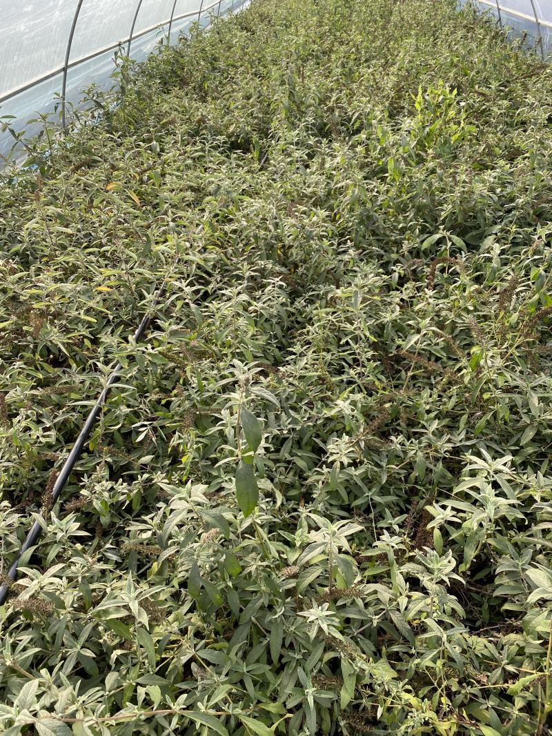 醉鱼草价格，基地直销价格便宜，支持视频看货发货