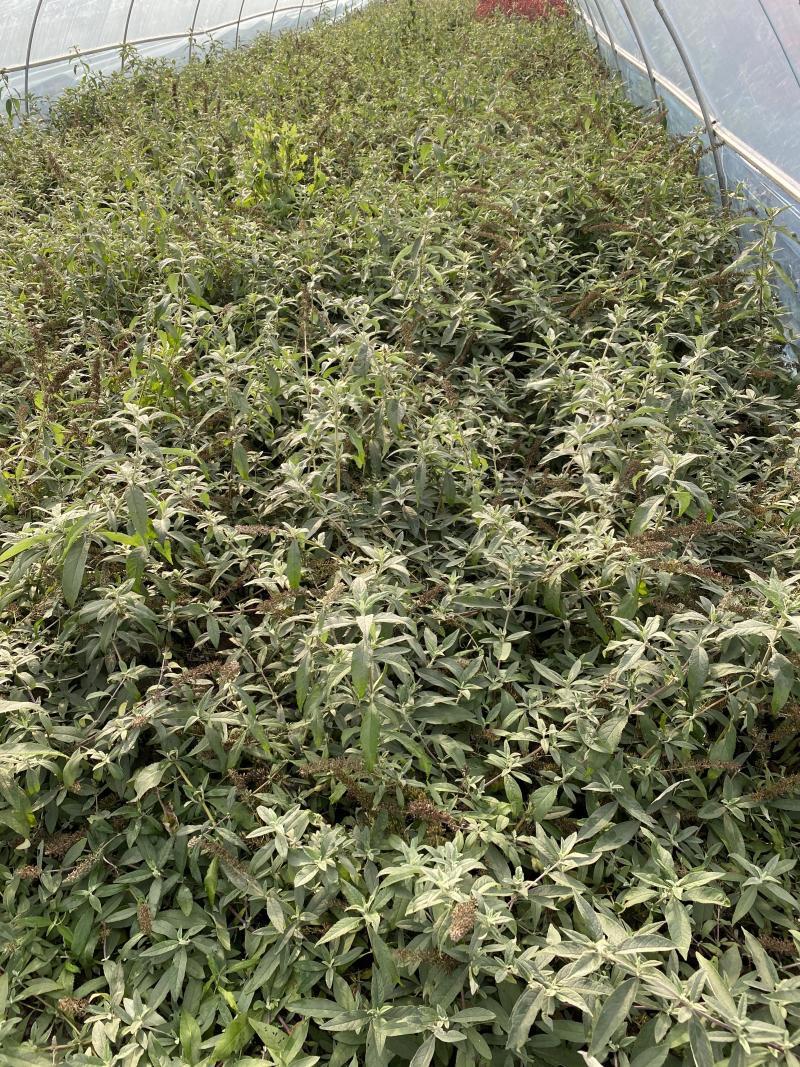 醉鱼草价格，基地直销价格便宜，支持视频看货发货