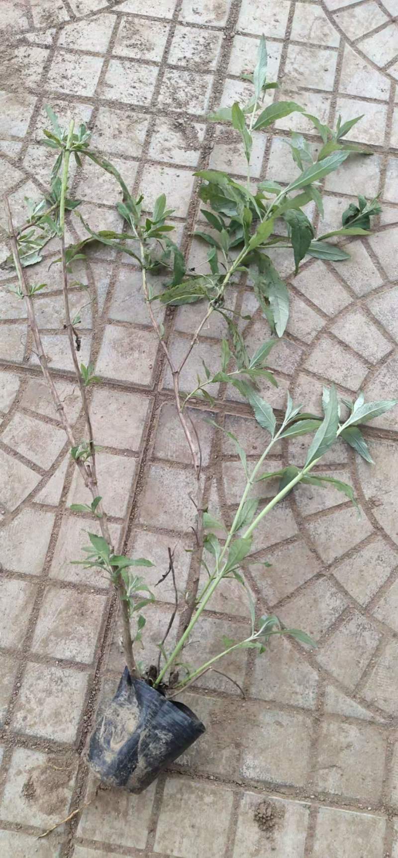 醉鱼草价格，基地直销价格便宜，支持视频看货发货