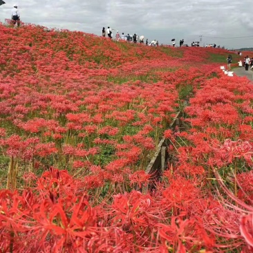 大量出售石蒜基地直销物美价廉，量大从优