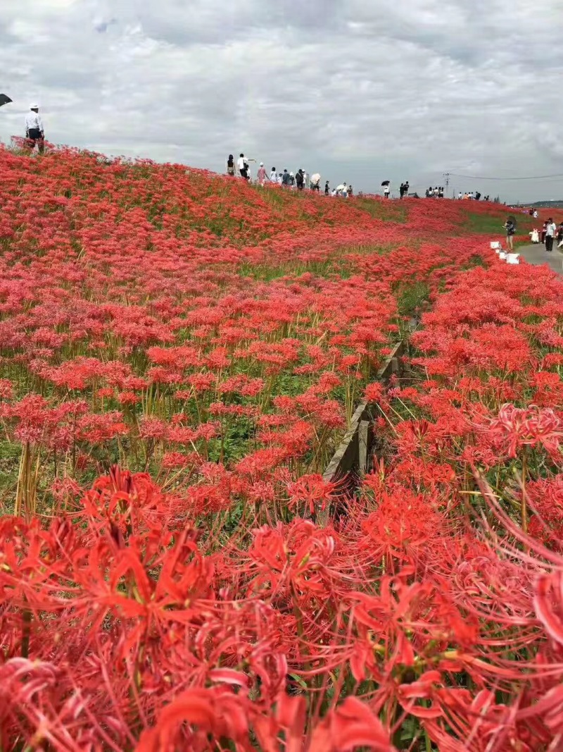 大量出售石蒜基地直销物美价廉，量大从优