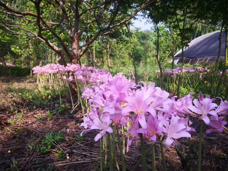 大量出售石蒜基地直销物美价廉，量大从优