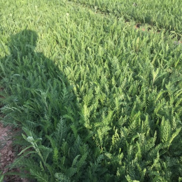 大量出售蓍草，基地直销价格低有数量有质量