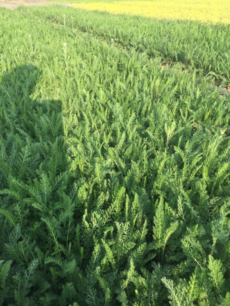 大量出售蓍草，基地直销价格低有数量有质量