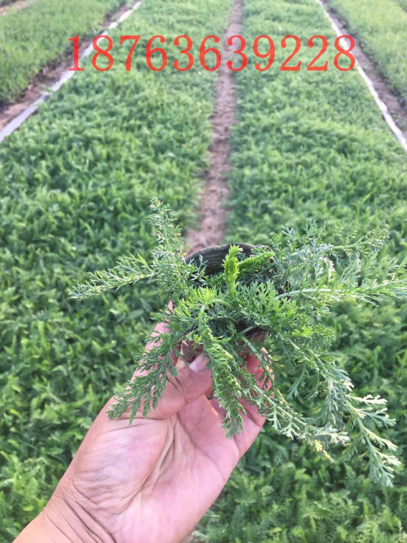 大量出售蓍草，基地直销价格低有数量有质量