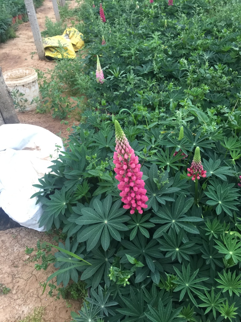 鲁冰花基地直销价格底规格齐全颜色多，支持视频看货发货