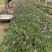 大量出售彩虹石竹基地直销价格便宜