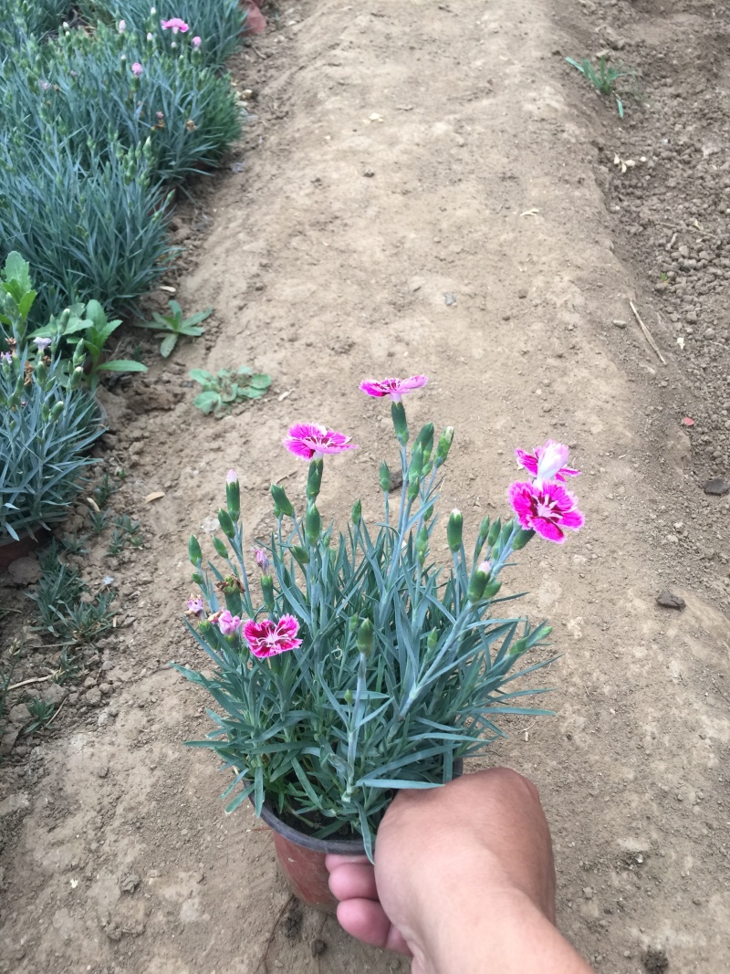 大量出售彩虹石竹基地直销价格便宜