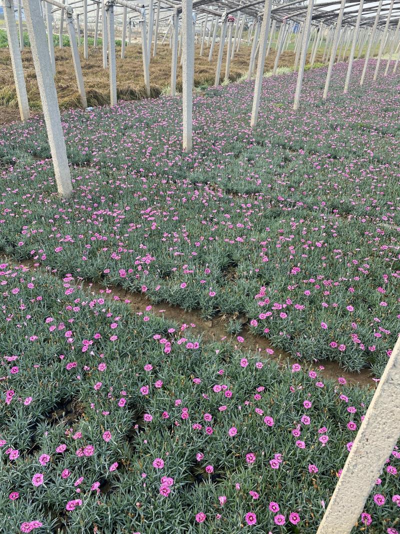 大量出售彩虹石竹基地直销价格便宜