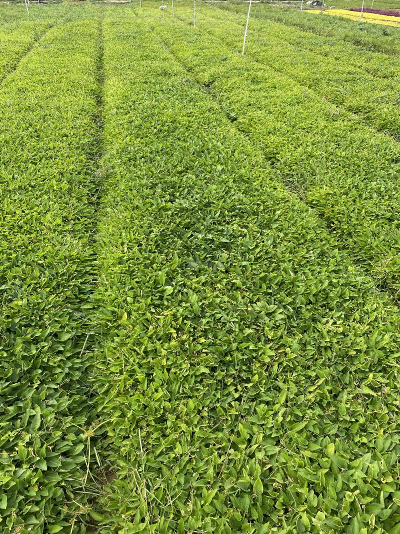 大量出售紫花地丁基地直销价格便宜物美价廉，支持视频看货发