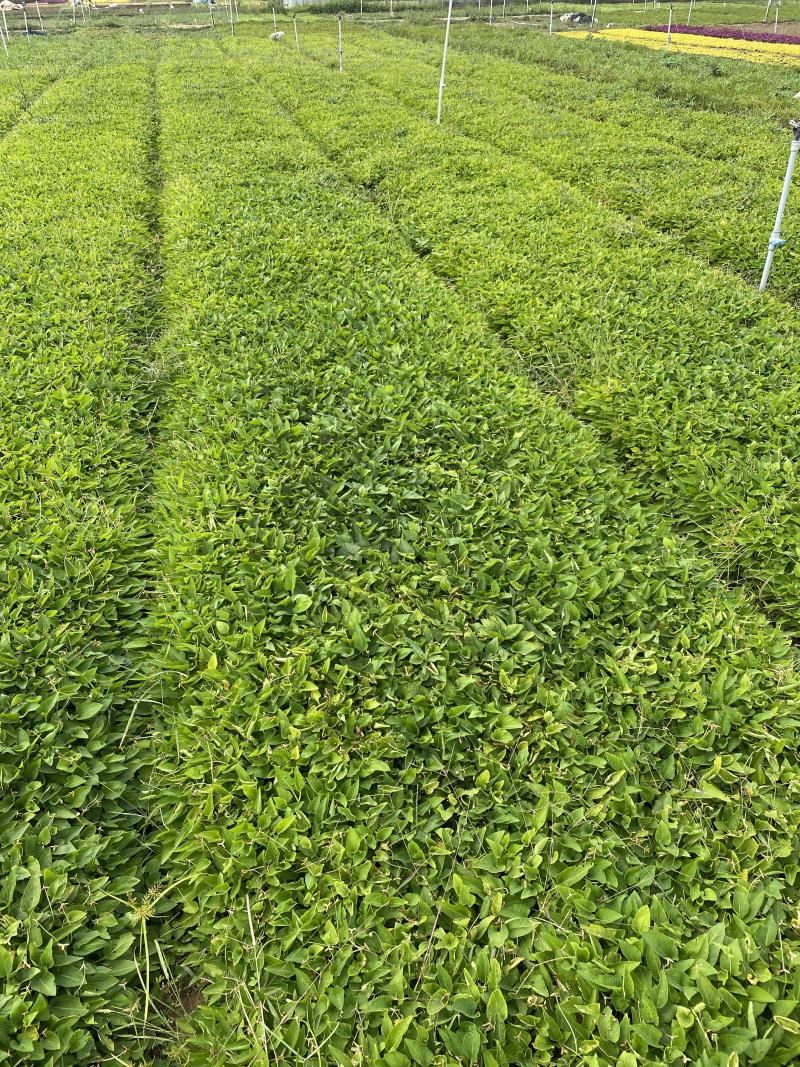 大量出售紫花地丁基地直销价格便宜物美价廉，支持视频看货发