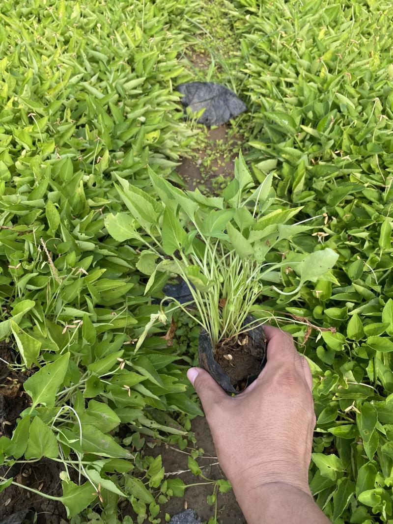 大量出售紫花地丁基地直销价格便宜物美价廉，支持视频看货发