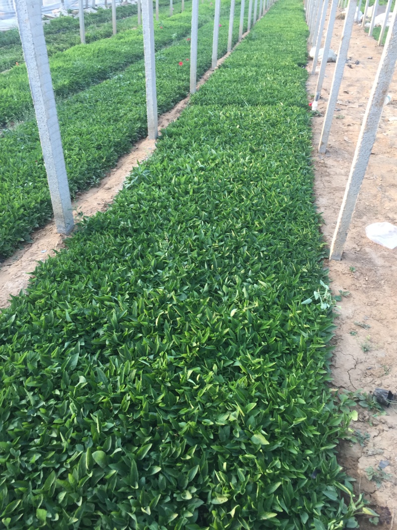 大量出售紫花地丁基地直销价格便宜物美价廉，支持视频看货发