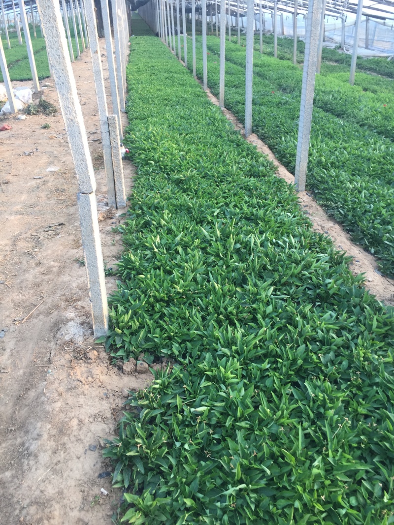 大量出售紫花地丁基地直销价格便宜物美价廉，支持视频看货发