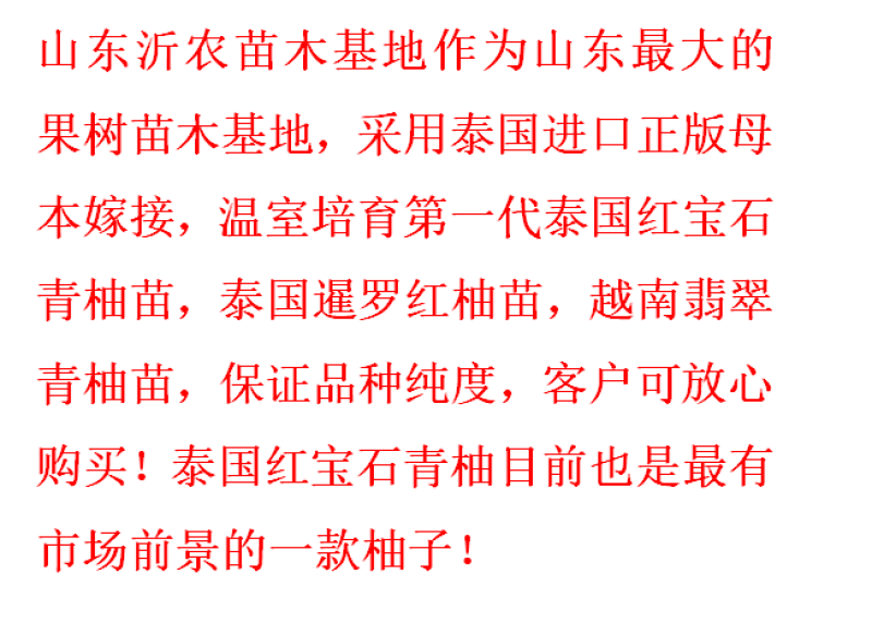 正宗泰国红宝石青柚苗柚子苗泰国原装正版母本精品嫁接