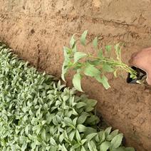 鼠尾草青州种植基地大量出售营养钵草花鼠尾草苗好成活规格，