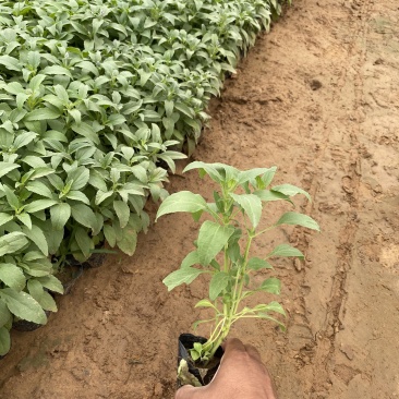 鼠尾草青州种植基地大量出售营养钵草花鼠尾草苗好成活规格，