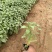 鼠尾草青州种植基地大量出售营养钵草花鼠尾草苗好成活规格，