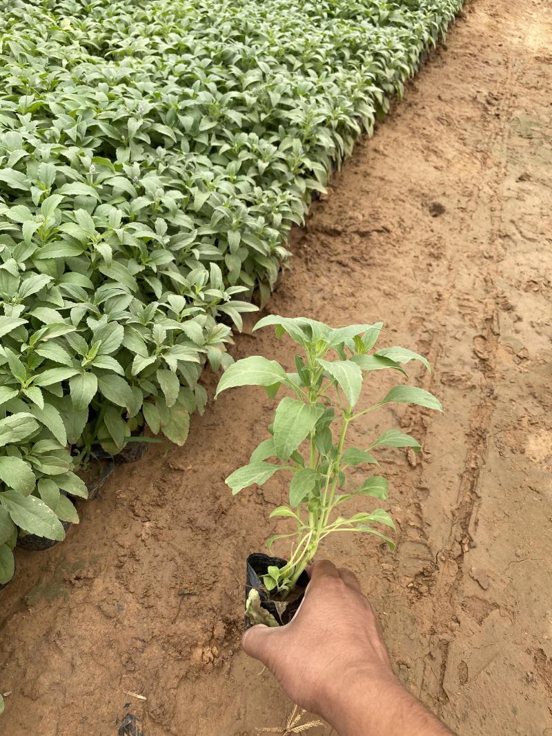 鼠尾草青州种植基地大量出售营养钵草花鼠尾草苗好成活规格，
