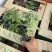 鼠尾草青州种植基地大量出售营养钵草花鼠尾草苗好成活规格，